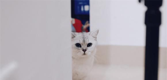 多久给猫洗一次澡