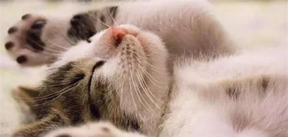 猫为什么喜欢呼呼