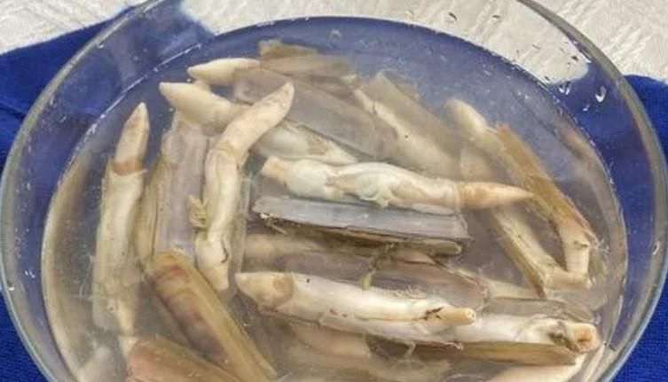 蛏子怎么清洗好