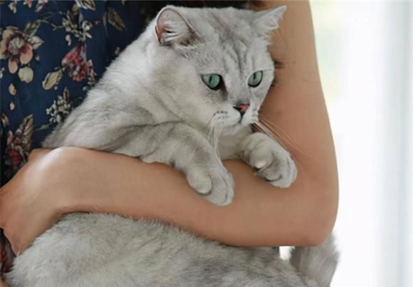 用什么姿势抱猫咪最好