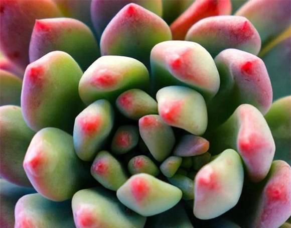 多肉植物多久浇一次水？