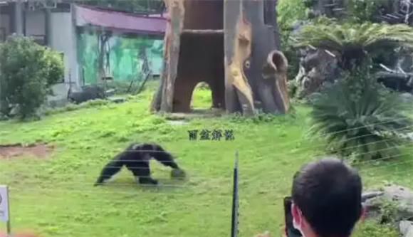 南宁动物园丢那猩梗的意思介绍