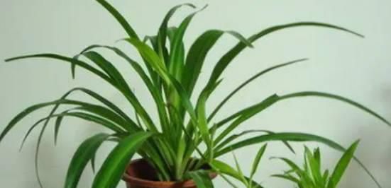 再办公室常见的植物有哪些