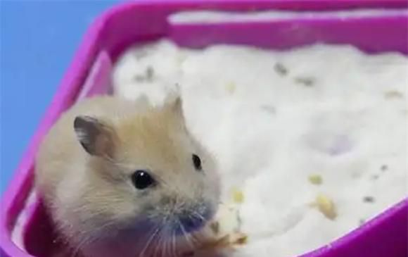 如何给仓鼠洗澡