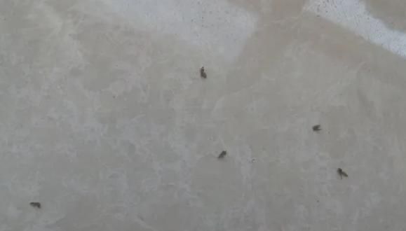 卫生间为什么会出现小飞虫