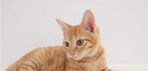 猫的体重大有什么坏处