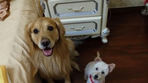 女生养大型犬可以吗
