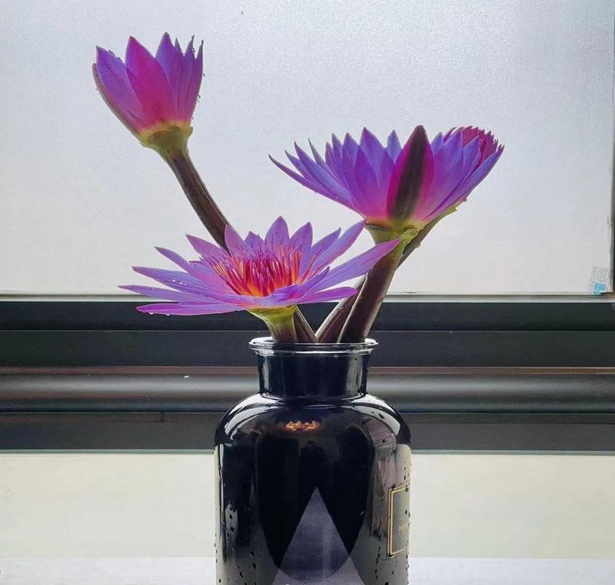 蓝莲花精油的用法