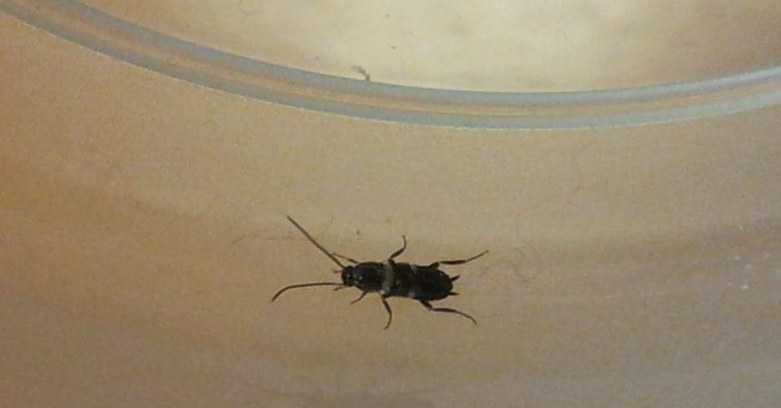 屋里小黑虫特别多的原因