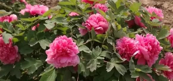 谷雨为什么要去赏牡丹花