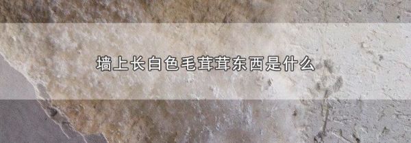 墙上长白色毛茸茸东西是什么