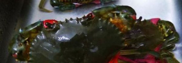 三门青蟹怎么保存不会死
