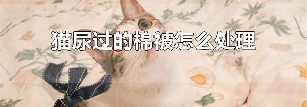 猫尿过的棉被怎么处理 小苏打和白醋轻松去除猫尿