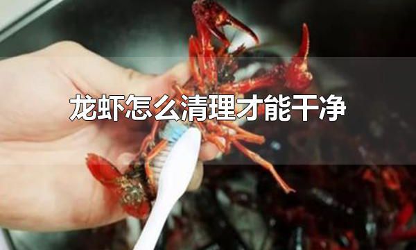 龙虾怎么清理才能干净 龙虾为什么要清洗干净食用