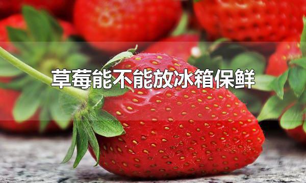 草莓能不能放冰箱保鲜 草莓可以放冰箱保鲜