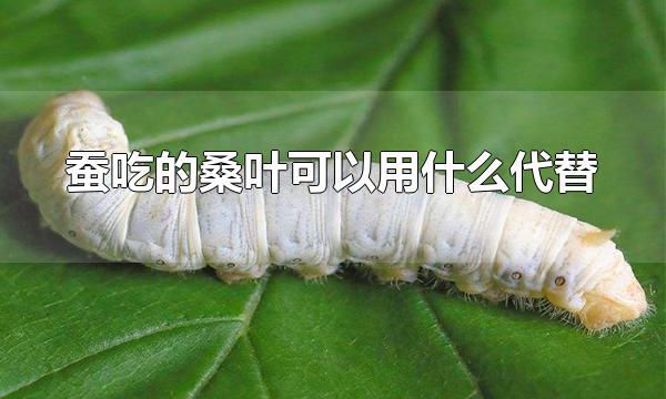 蚕吃的桑叶可以用什么代替 蚕是什么动物