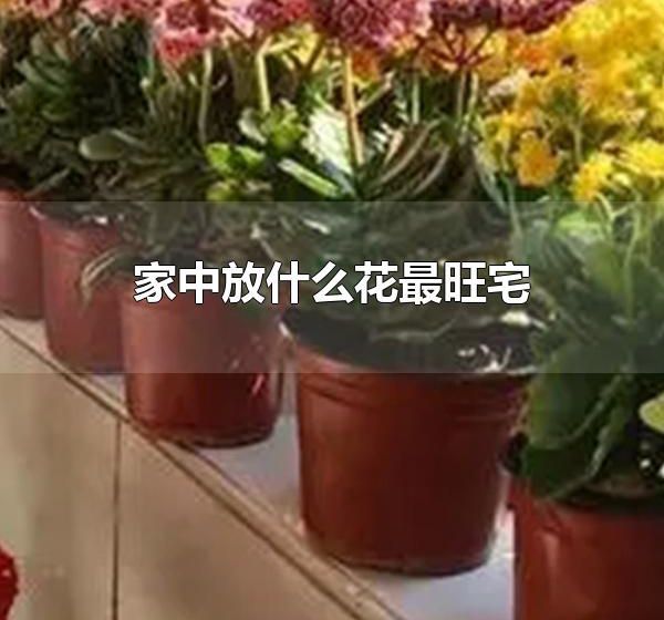 家中放什么花最旺宅 兰花尽显品味高尚