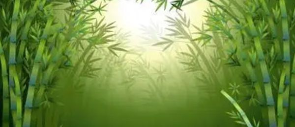 十大名贵竹子品种有哪些 龙竹是世界上最大的竹类之一