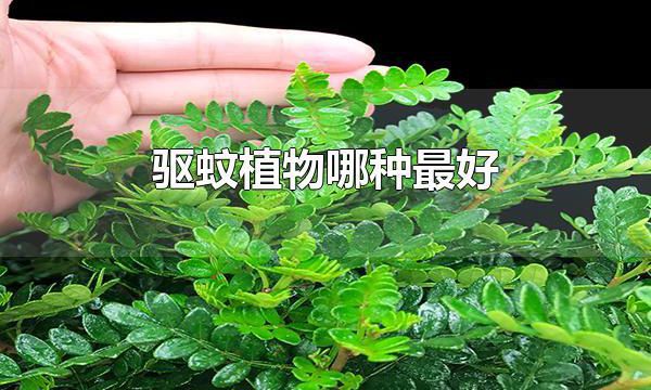 驱蚊植物哪种最好 驱蚊植物中驱蚊草最好