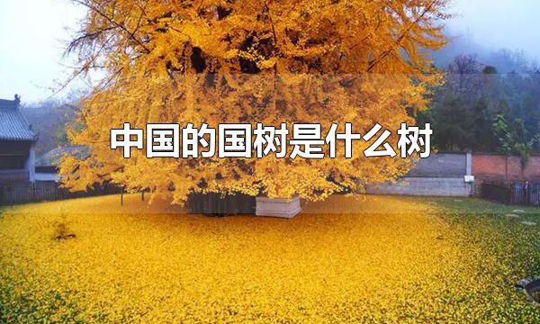 中国的国树是什么树 中国的国树是银杏