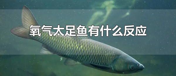 氧气太足鱼有什么反应 鱼儿不需要24小时供氧