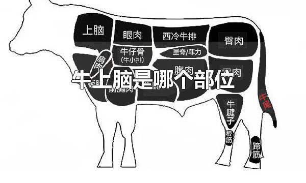 牛上脑是哪个部位 牛上脑是牛后颈部位的肉