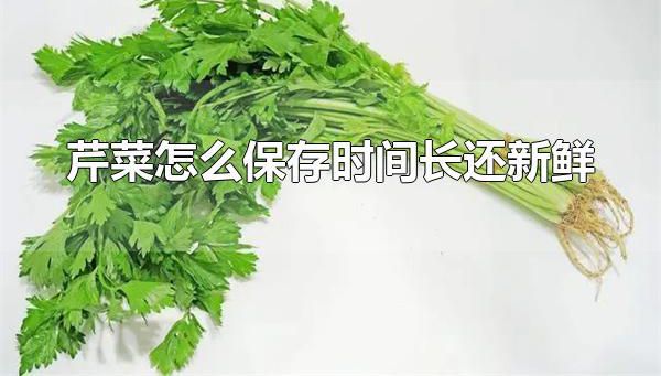 芹菜怎么保存时间长还新鲜 保存芹菜要保持充足的水分