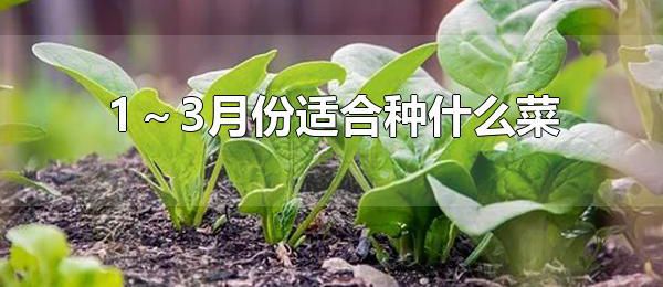 1～3月份适合种什么菜 1～3月份可以种植萝卜吗