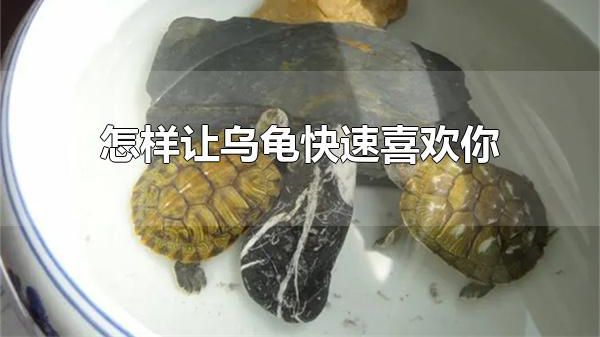 怎样让乌龟快速喜欢你 乌龟怎么喂养