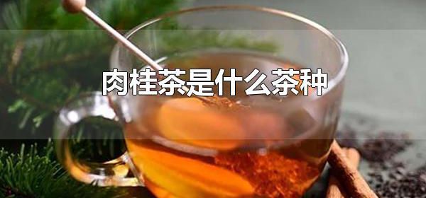 肉桂茶是什么茶种 肉桂茶有什么特点