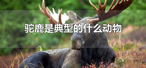 驼鹿是典型的什么动物 驼鹿主要分布在哪里呢