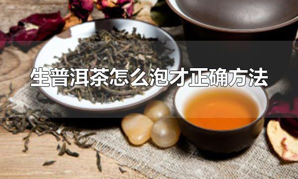 生普洱茶怎么泡才正确方法 生普洱茶的特色