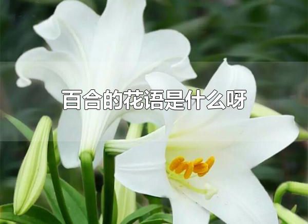 百合的花语是什么呀 百合花一般在哪些场合赠送