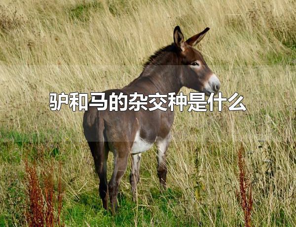 驴和马的杂交种是什么 驴和马的杂交种是骡