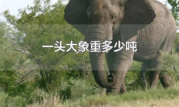 一头大象重多少吨 一头大象重3-8吨