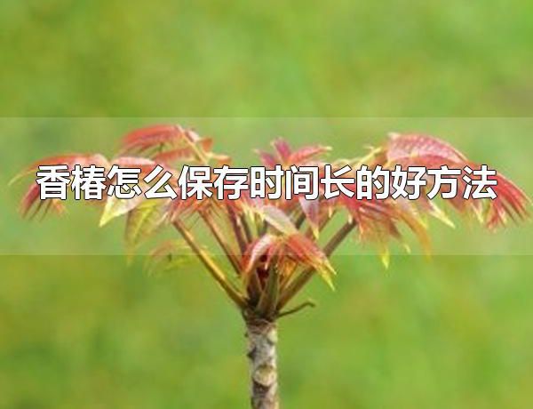 香椿怎么保存时间长的好方法 香椿属于什么植物