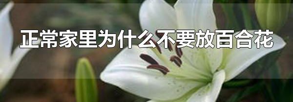 正常家里为什么不要放百合花 养百合花适合放哪里