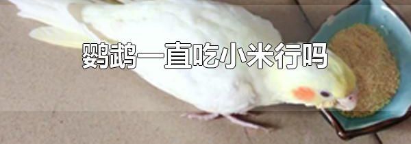 鹦鹉一直吃小米行吗 鹦鹉的食物是多样化的