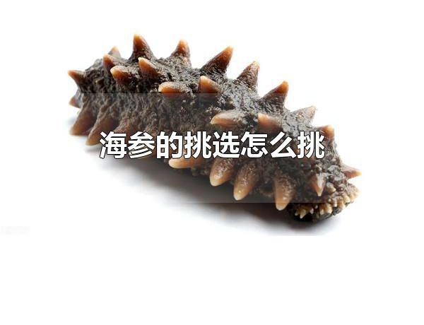 海参的挑选怎么挑 海参的挑选方式