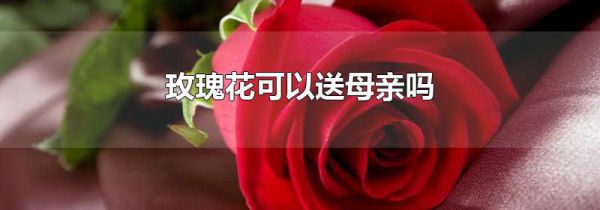 玫瑰花可以送母亲吗