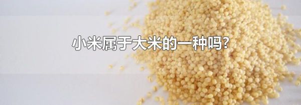 小米属于大米的一种吗?