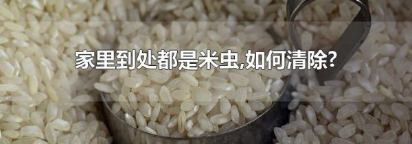 家里到处都是米虫,如何清除?