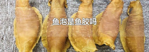 鱼泡是鱼胶吗