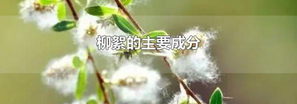 柳絮的主要成分