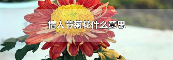 情人节菊花什么意思