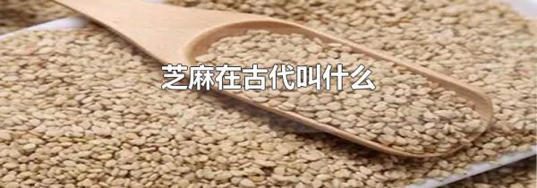 芝麻在古代叫什么