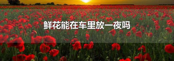 鲜花能在车里放一夜吗