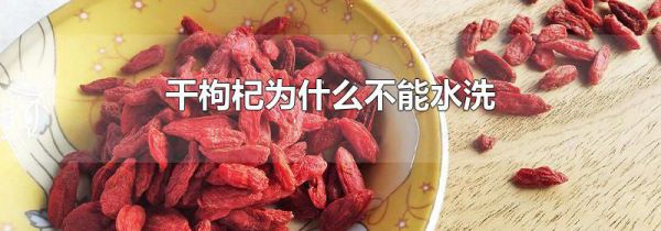 干枸杞为什么不能水洗