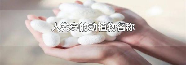 人类穿的动植物名称