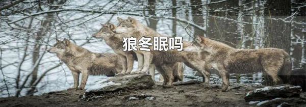 狼冬眠吗